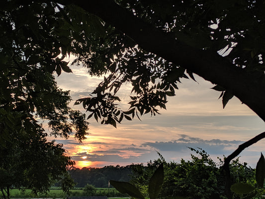 Home Part 2: Eastern North Carolina